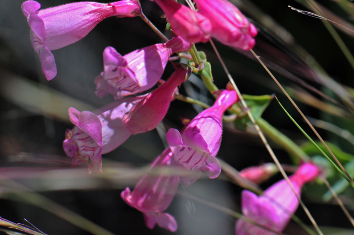 Sunset Crater Penstemon flowers with distinctive swollen throat. This rare species grows up to about 12 inches more or less. Penstemon clutei